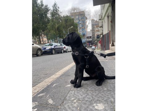 Siyah Erkek Cane Corso