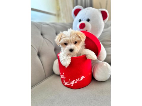 Maltese Terrier Xs A Kalite E Doğumlu