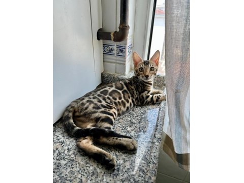 Orijinal Bengal Kediler