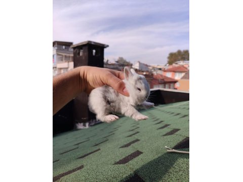 Hollanda Cüce Tavşanlarımı Sahiplendirilecektir