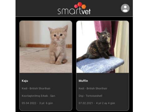 Acil Yuva Aranıyor Bir Dişi Bir Kısır Erkek British