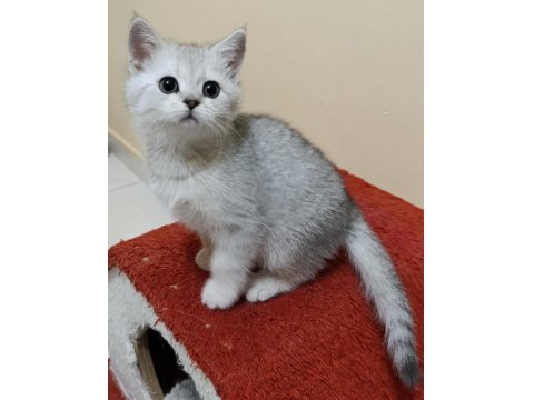 Güzel Scottish Straight Kızım Yeni Yuvasını Arıyor