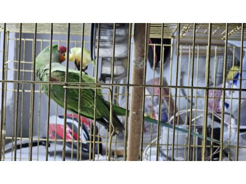 Jumbo Boy Alexander Papağanı