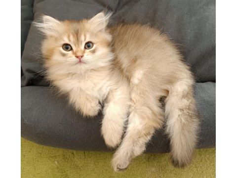 Golden British Longhair Erkek Yavrum
