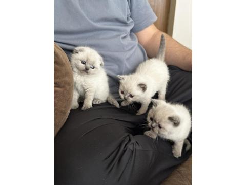 Scottish Bluepointler 45 Günlükken Teslim