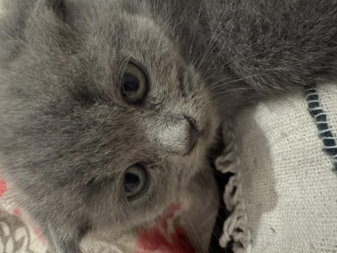 2 Ay Dişi Scottish Fold