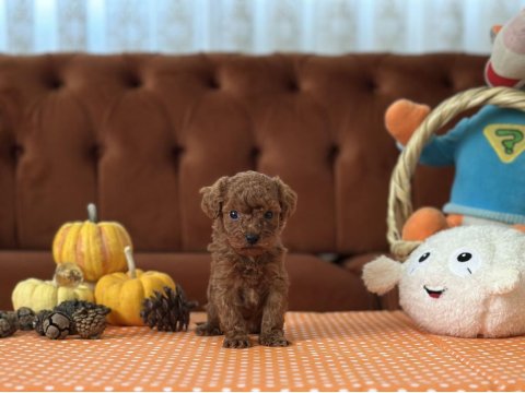 Tea Cup Poodle Dişi Yavrular