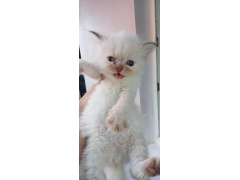 British İle Scottish Minnoş Kediler