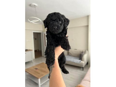 Silver Poodle Yavruları