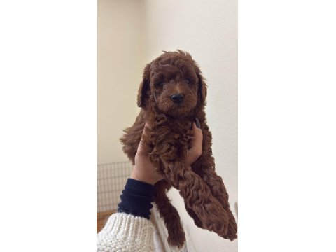 Red Brown Toy Poodle Yakışıklı Erkek