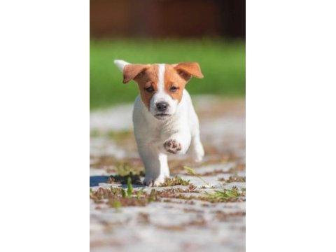 Kısa Bacak Jack Russell Bebekler