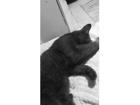 Acil Sahiplendirme Kedimiz