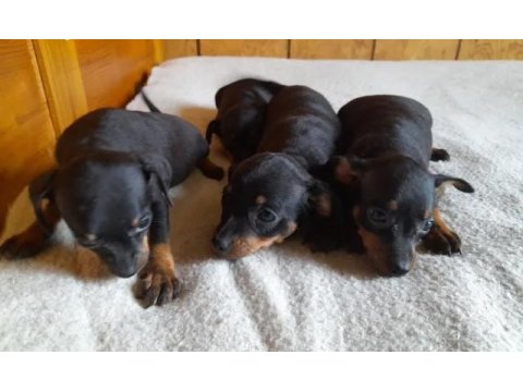 Sıfır Numara Mükemmel Pinscher Yavrularımız