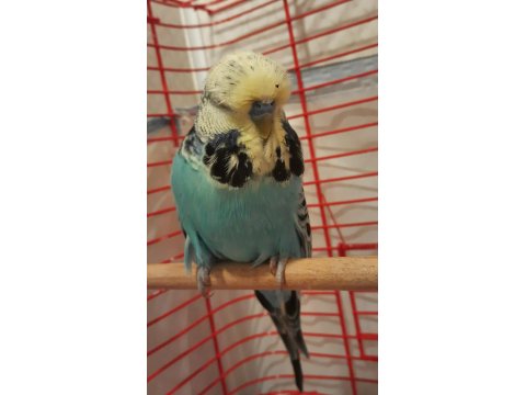 Show Jumbo Erkek Muhabbet Kuşu