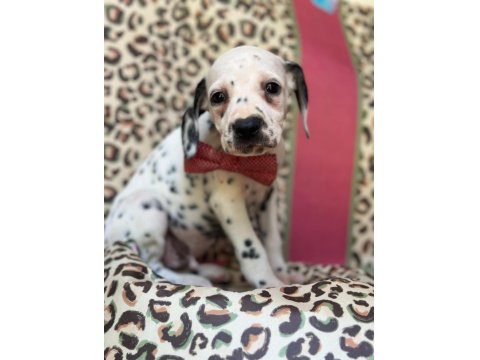 Orijinal Dalmaçyalı Yavrular - Enerjik Ve Asil Irk