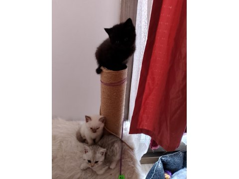 Top Kafa Yüksek Kalite Irk British Yavrular