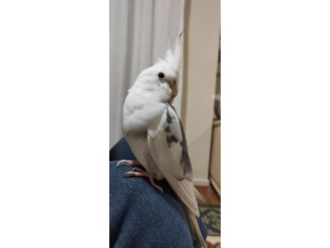 2 Yaşında Erkek Sultan Papağanı