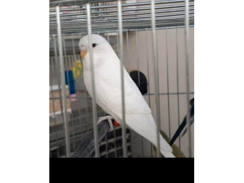 Jumbo Ve Yerli Muhabbet Kuşu