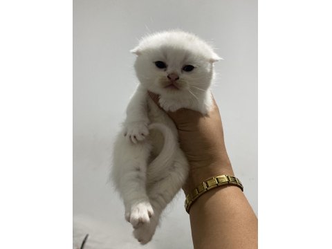 Scottish Fold Bebekler