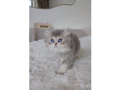 Harika Renk British Longhair Bebekler