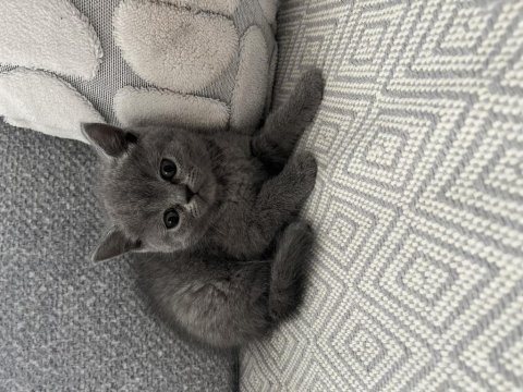 İzmir’in British Shorthair Prens Ve Prensesleri