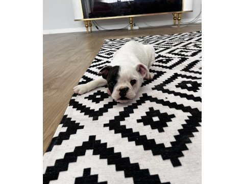 Standart French Bulldog Yavrular
