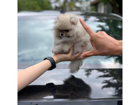 %100 Orjinal Ayı Surat Pomeranian Yavruları
