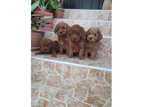 A Kalite Poodle Yavrularımız