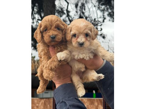 Sevimliliğiyle Kalpleri Fethedecek Yavru Maltipoolar