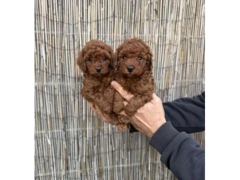 Toy Poodle Yavru Köpeklerimiz İçin Ulaşın