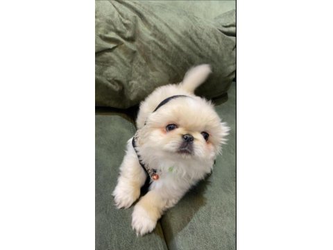 Safkan Pekinez Yavru Köpekler