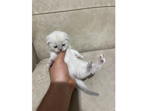 British Longhair Yavrular