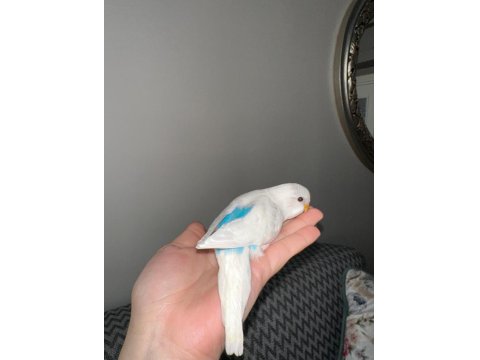 Yeni Yeme Düşen Muhabbet Kuşu Yavrular Esenler İstanbul