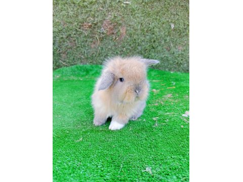 Hollanda Teddy Lop Tavşan Yavrular Gönderim Yapılır