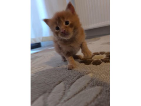 Xxl Boy Maine Coon Yavrular