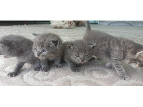 Masmavi Gözlü Minik Mucize Kediler