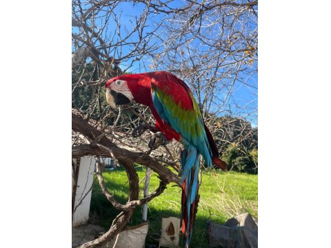 4 Yaşında Macaw Fotoğraf İşinde Tecrübeli Kuşumuz Sahiplendirecek