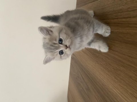 British Shorthair Dişi Kedim