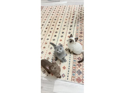 3 Aylık Oyuncu Has Safkan Yavru Kediler