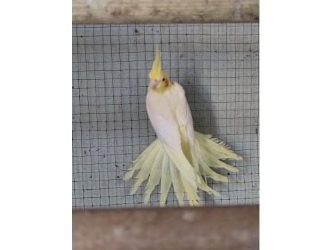 Sağlıklı Sultan Papağanları