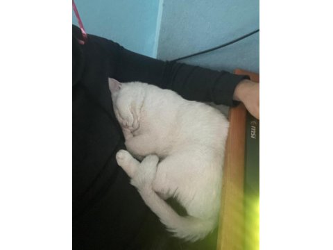 Kedimi Sahiplendirmek İstiyorum