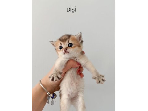 Scottish Fold Yavrularımız