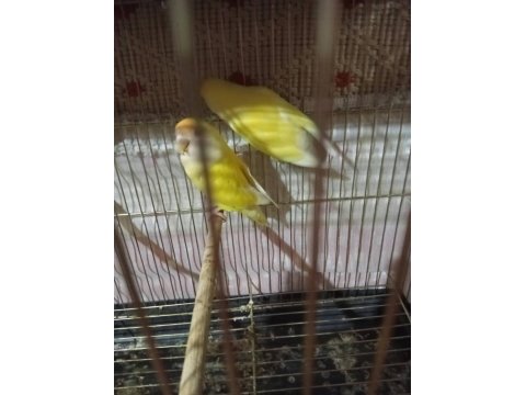 Lutino Kırmızı Göz Sevda Papağanı Çifti