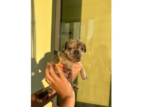 Çok Özel Lilac Tan Merle Ve Blue French Bulldog Yavrularımız