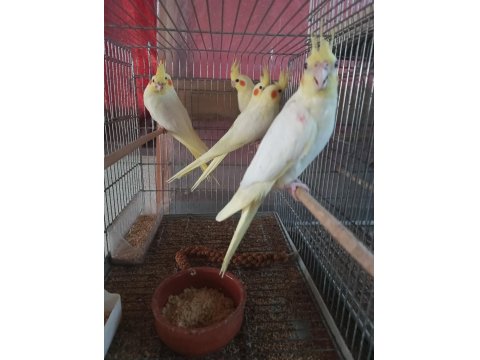 Balıkesir Yavru Ve Yetişkin Ev Üretimi Sultan Papağanı