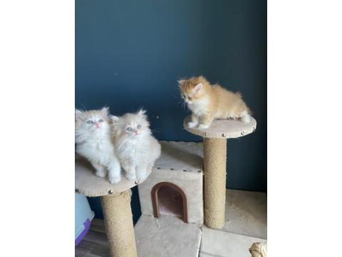 Bicolour Safkan British Longhair Kardeşler