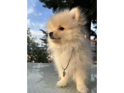 Pomeranian Spitz Yavrular
