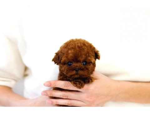 Toy Poodle Güzel Yavrular
