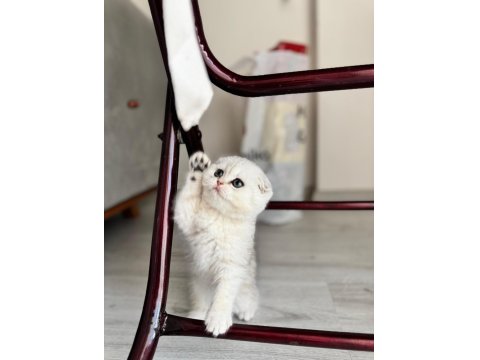 Kendi Kedimin Yavruları