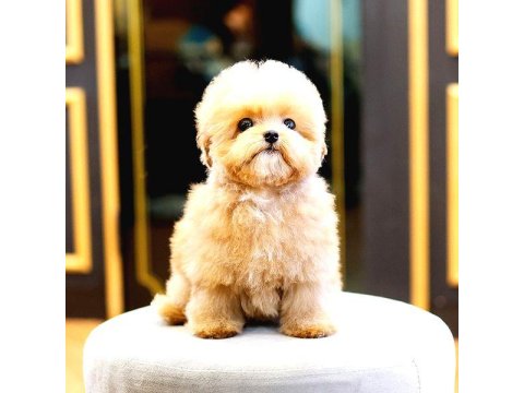 Toy Poodle Yavrular Ücretsiz Değildir